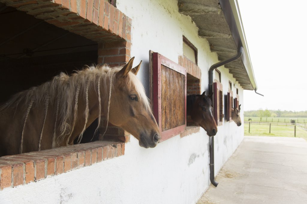 Stable Manager Skills